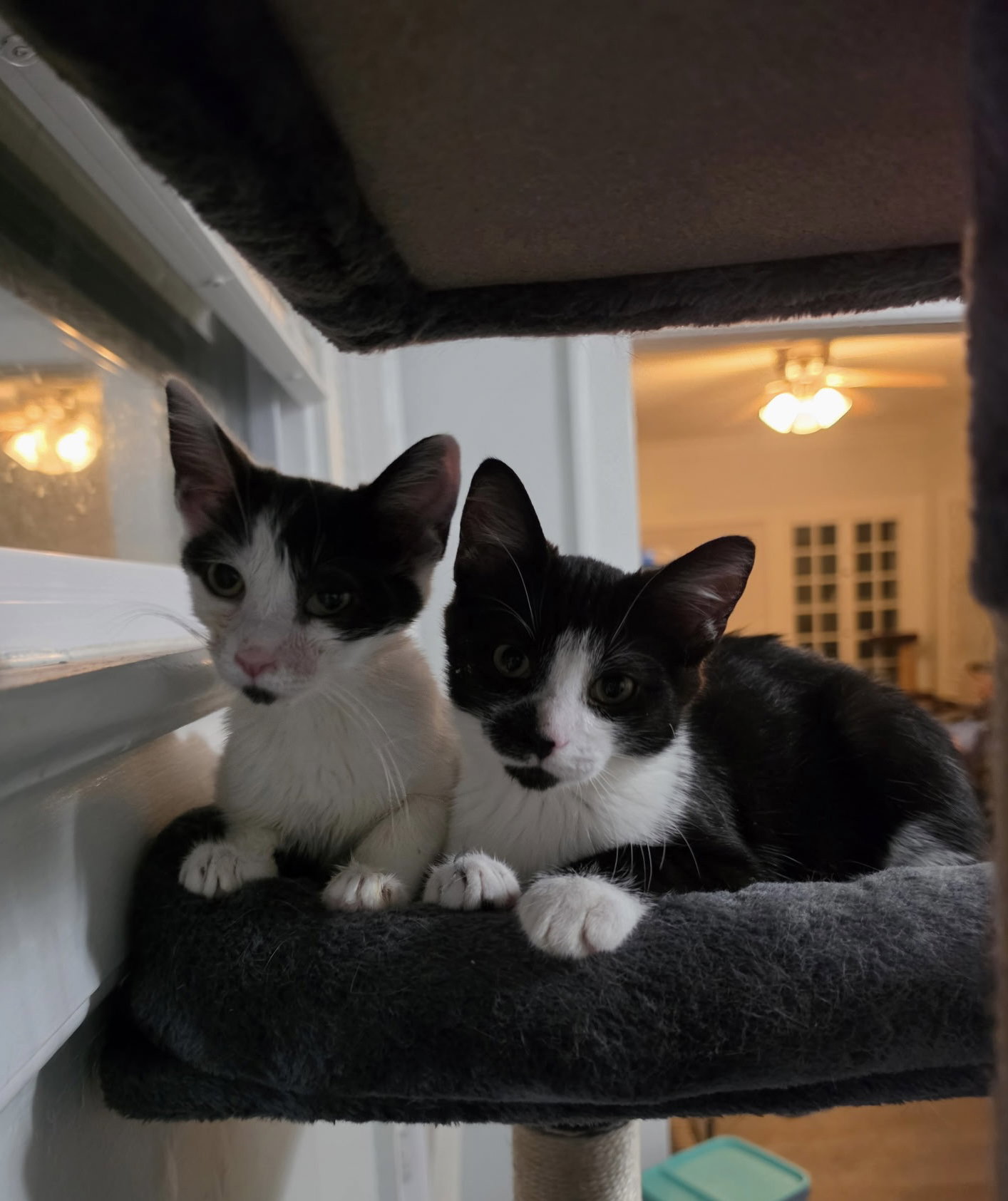 Barnaby bonded with Gooberella, photo 5