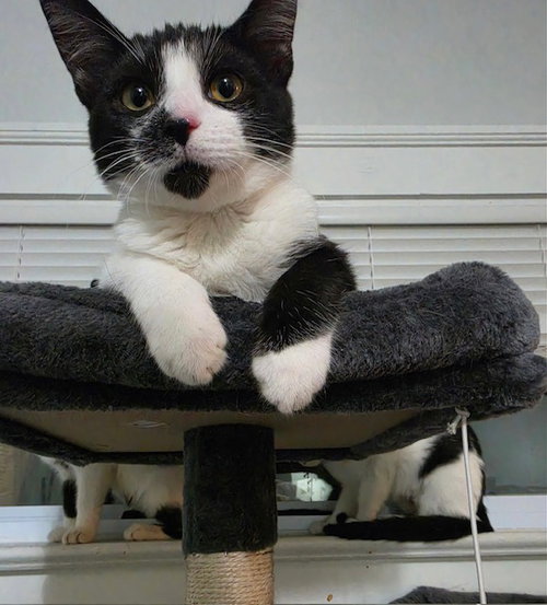 Barnaby bonded with Gooberella, a young male cat up for adoption
