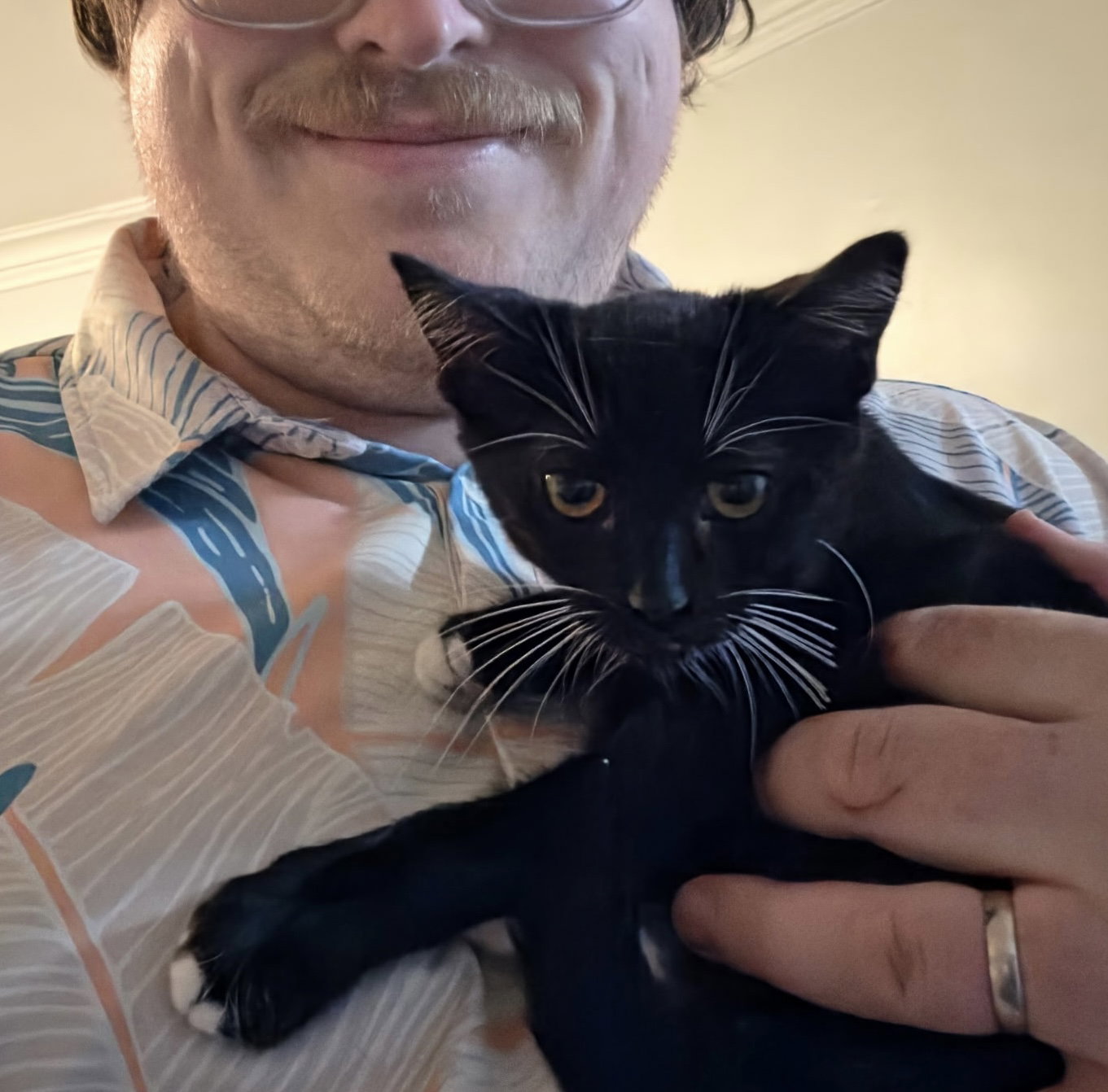 Fig bonded with Pouperie, Domestic Short Hair