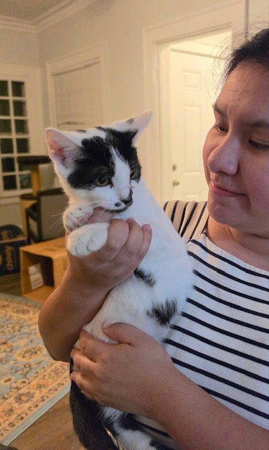 Pouperie bonded with Fig, Domestic Short Hair