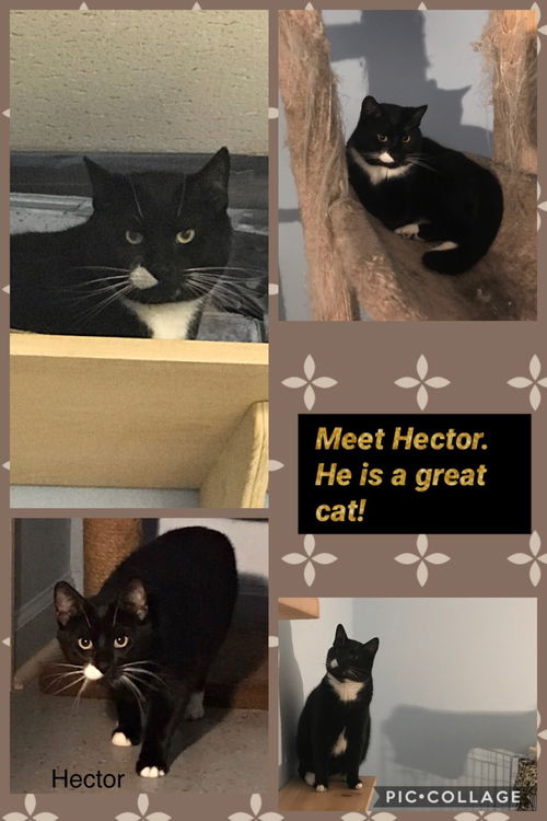 Hector