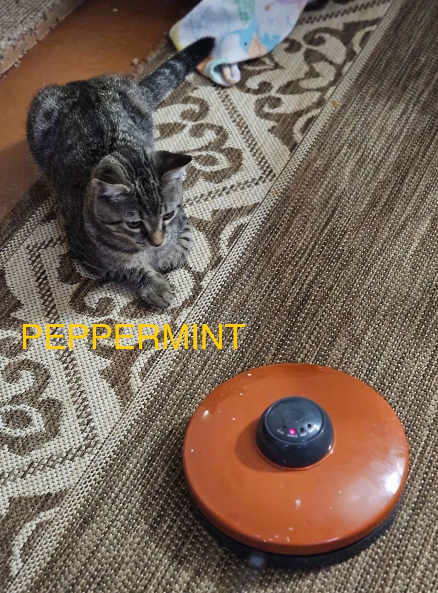 Peppermint