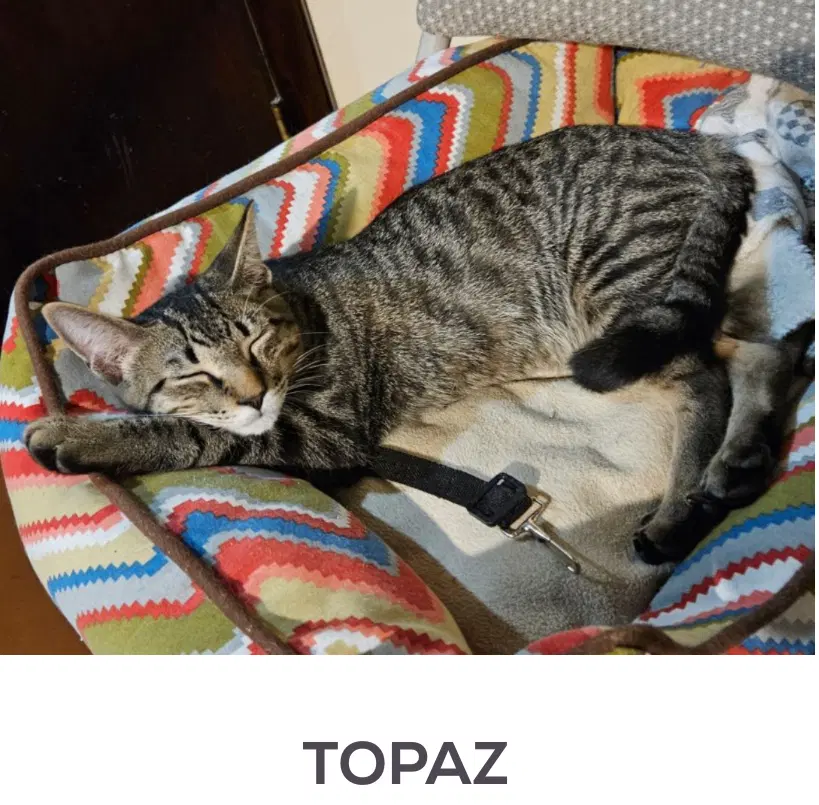 Topaz - Domestic Short Hair