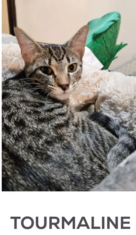 Tourmaline - Domestic Short Hair