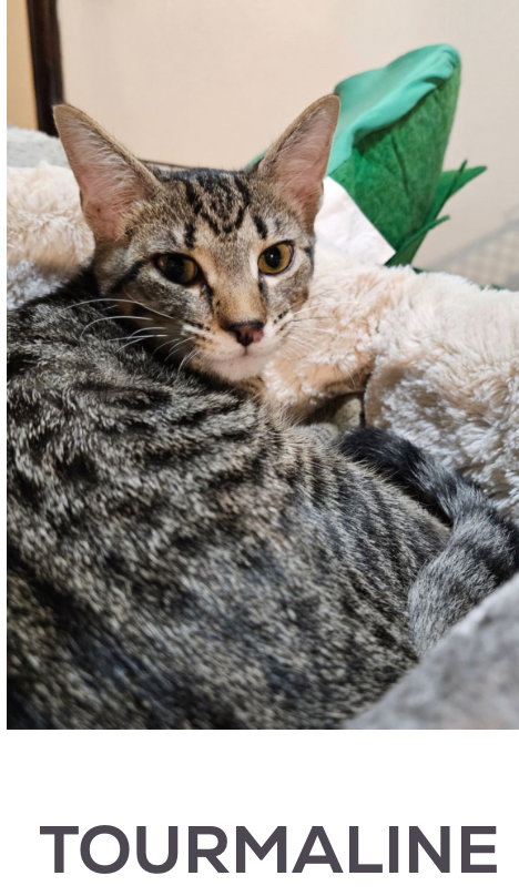 TOURMALINE - Domestic Short Hair available for adoption
