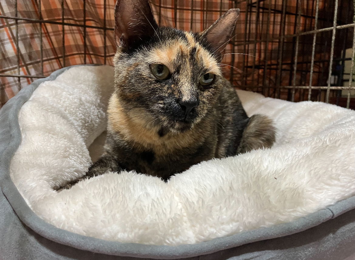adoptable Cat in Spotswood, NJ named TURTLE DOVE