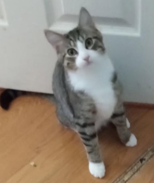 COLTER - Domestic Short Hair available for adoption