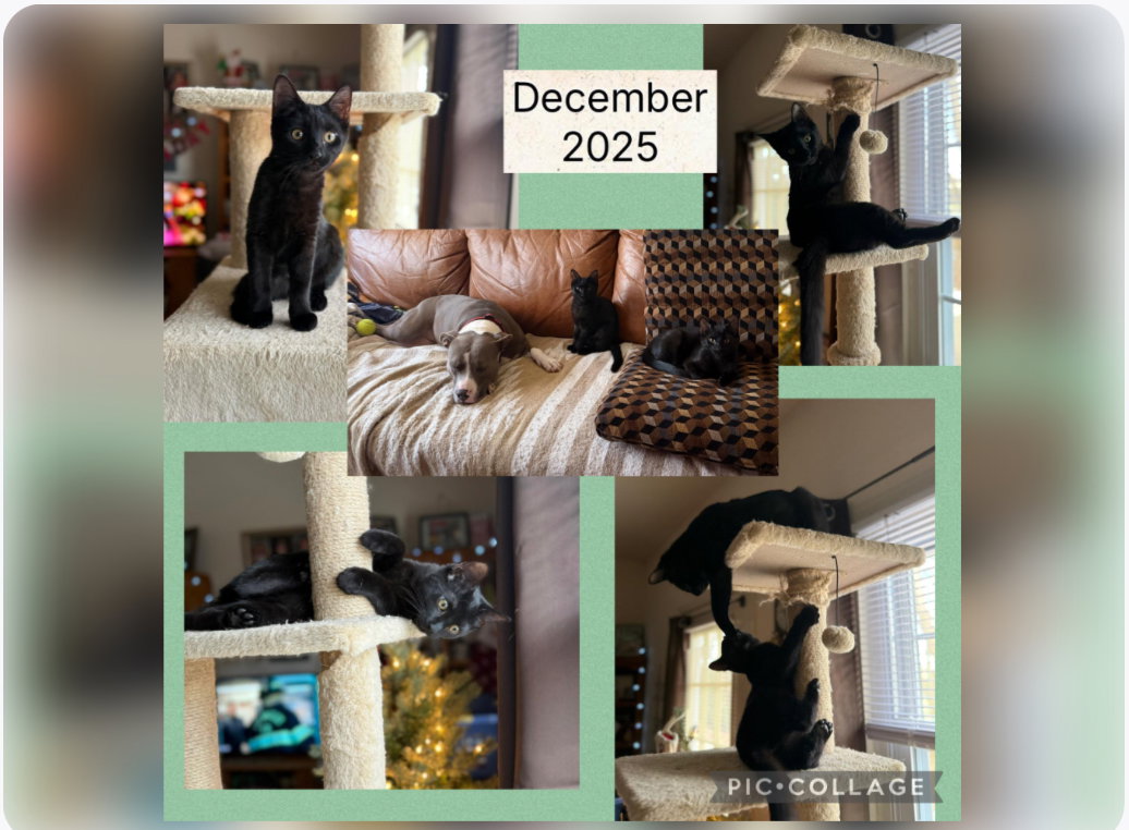 EEVEE & DITTO ~ Bonded Siblings