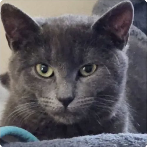 Bleu, Young Domestic Short Hair (short coat), cat for adoption in Clifton, New Jersey
