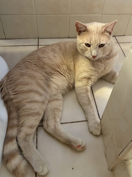 CREME BRÛLÉE & ZESTY-Bonded Brothers, Young Domestic Short Hair (short coat), cat for adoption in New Brunswick, New Jersey