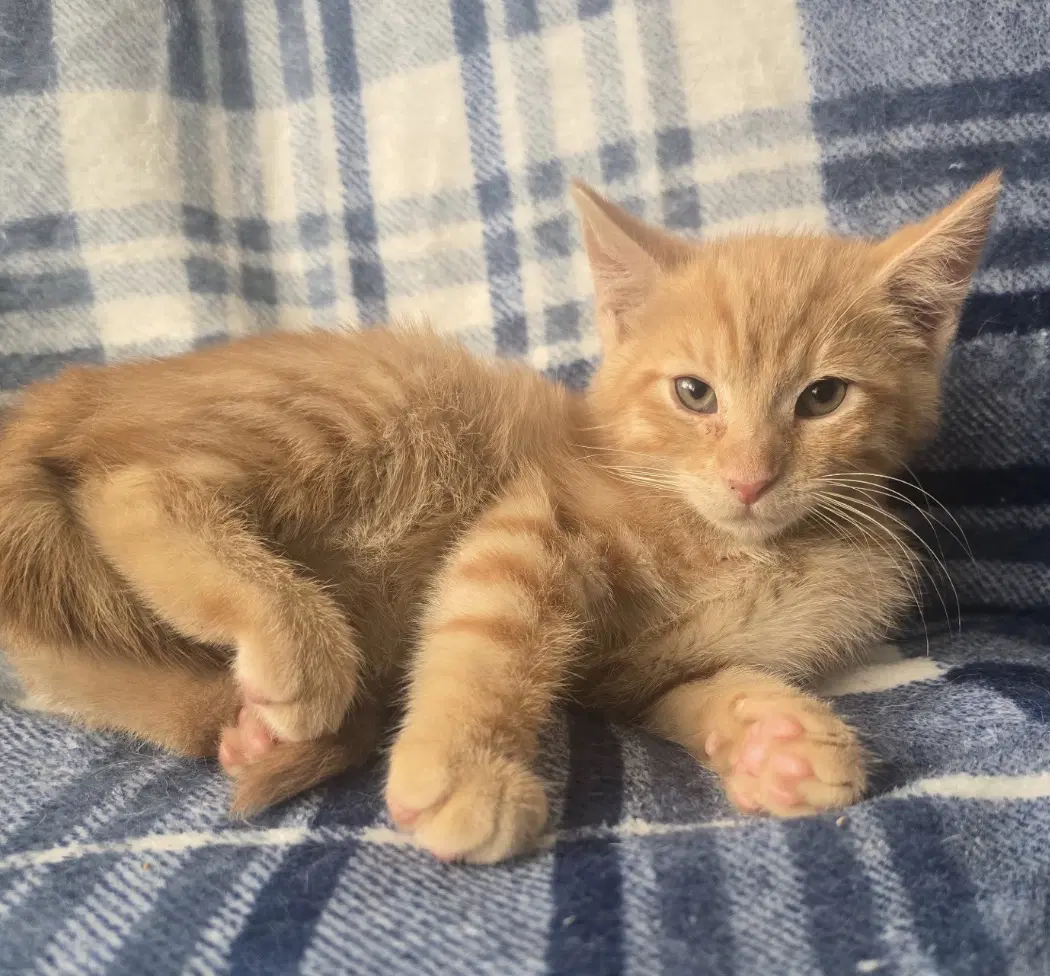 Mango - Domestic Short Hair