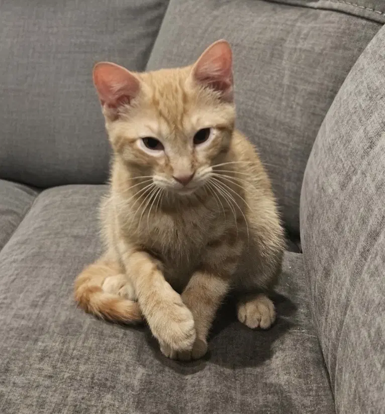 Mango image 2