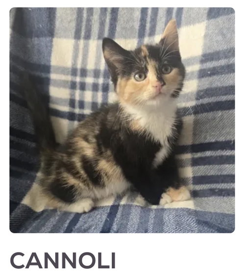 CANNOLI, an adoptable Domestic Short Hair in Spotswood, NJ