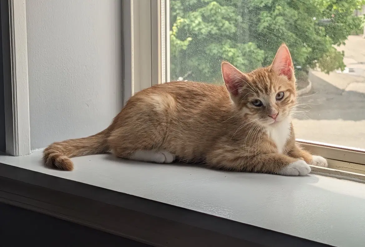 Sherbert - Domestic Short Hair