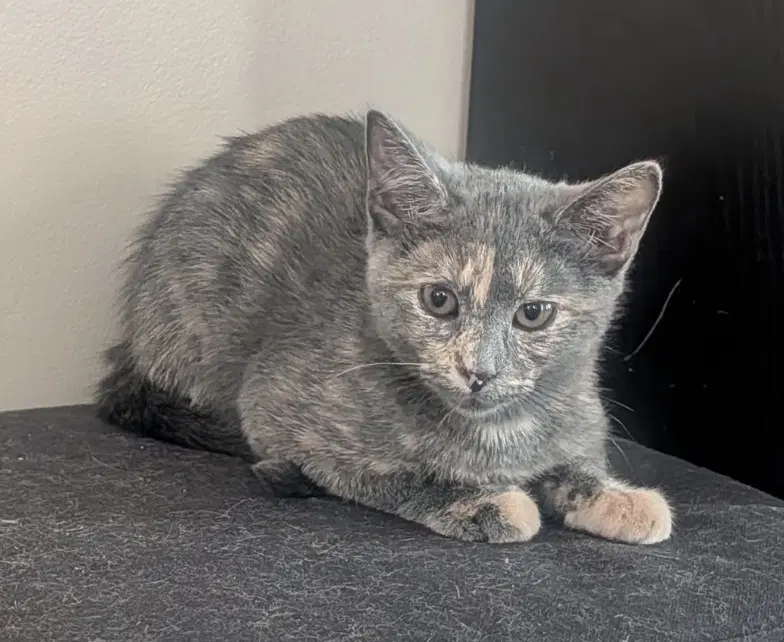 Rice Pudding - Domestic Short Hair