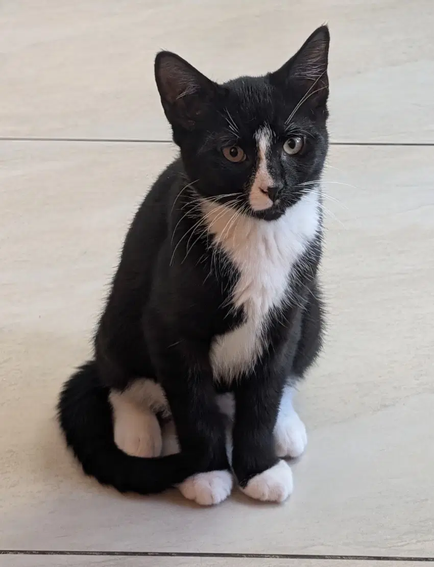 Cannolo - Domestic Short Hair
