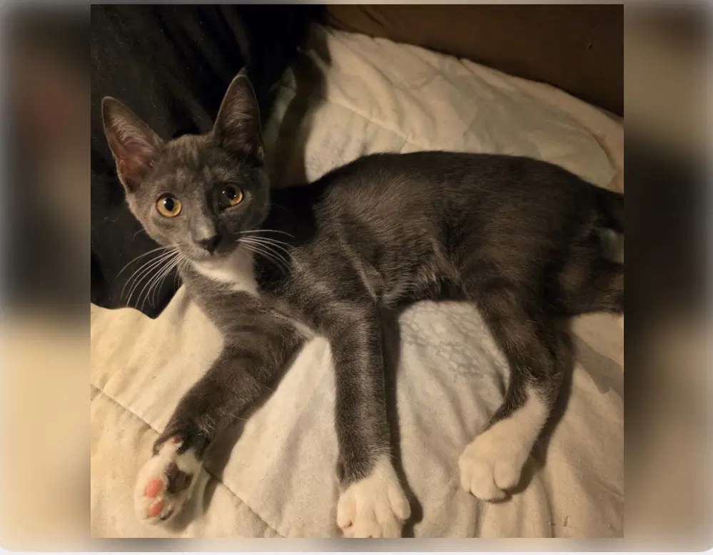 Eisen - Domestic Short Hair