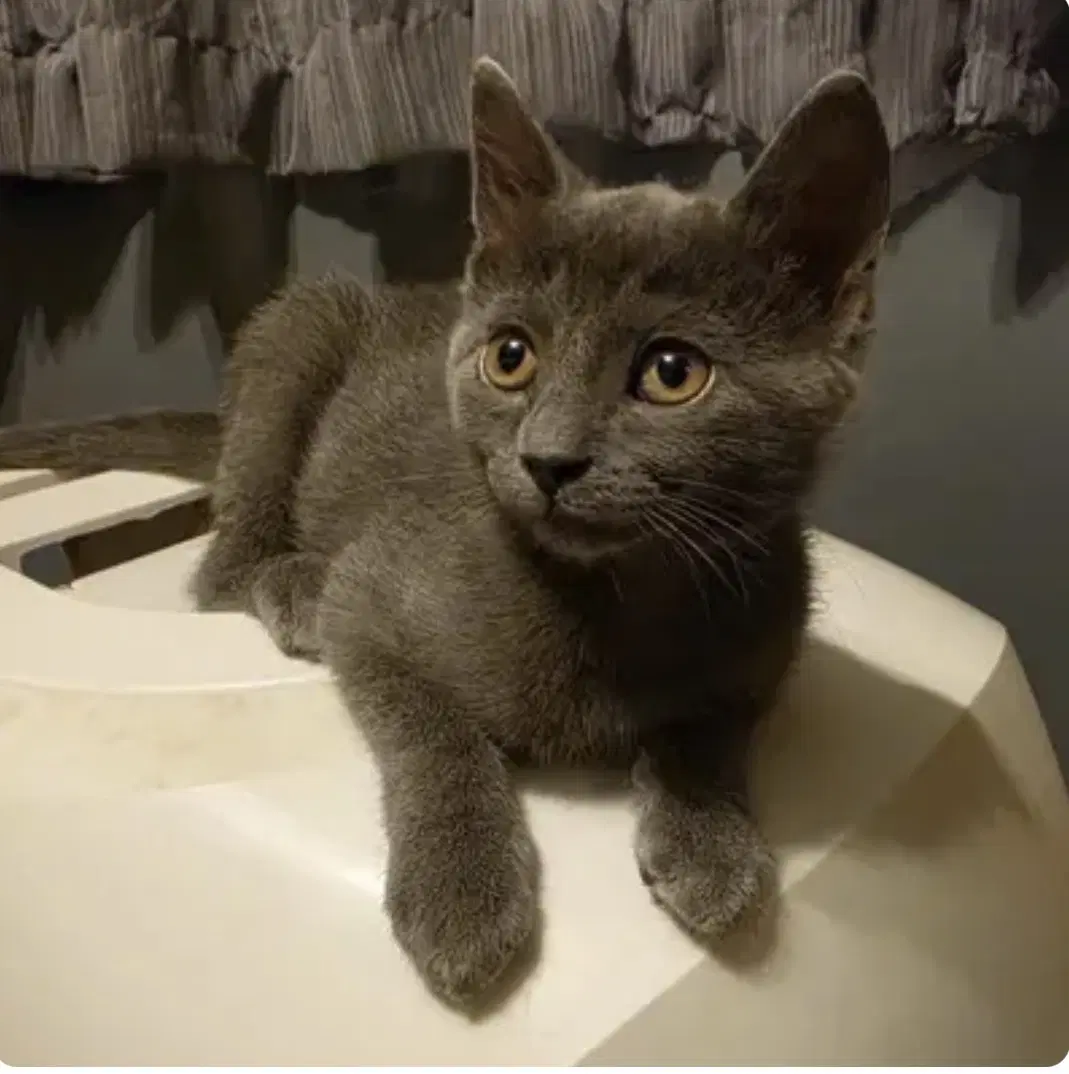 Pershing - Domestic Short Hair