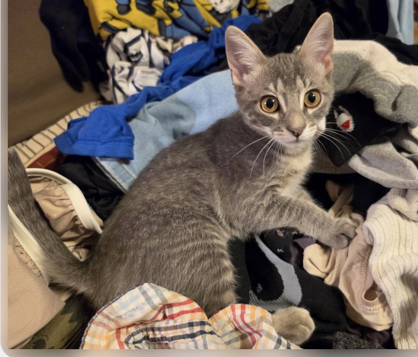 Washi, cat — photo 1 of 4