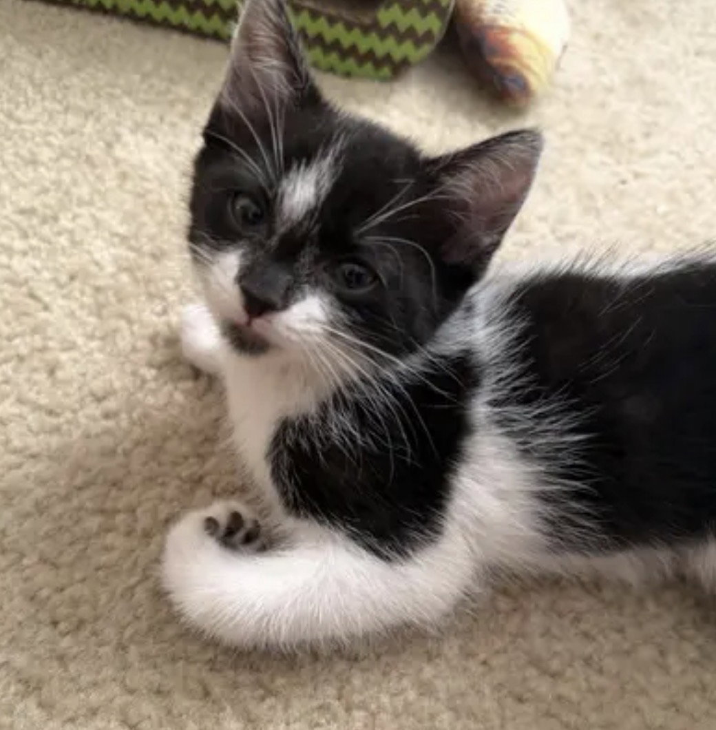 JERSEY, cat — photo 1 of 4
