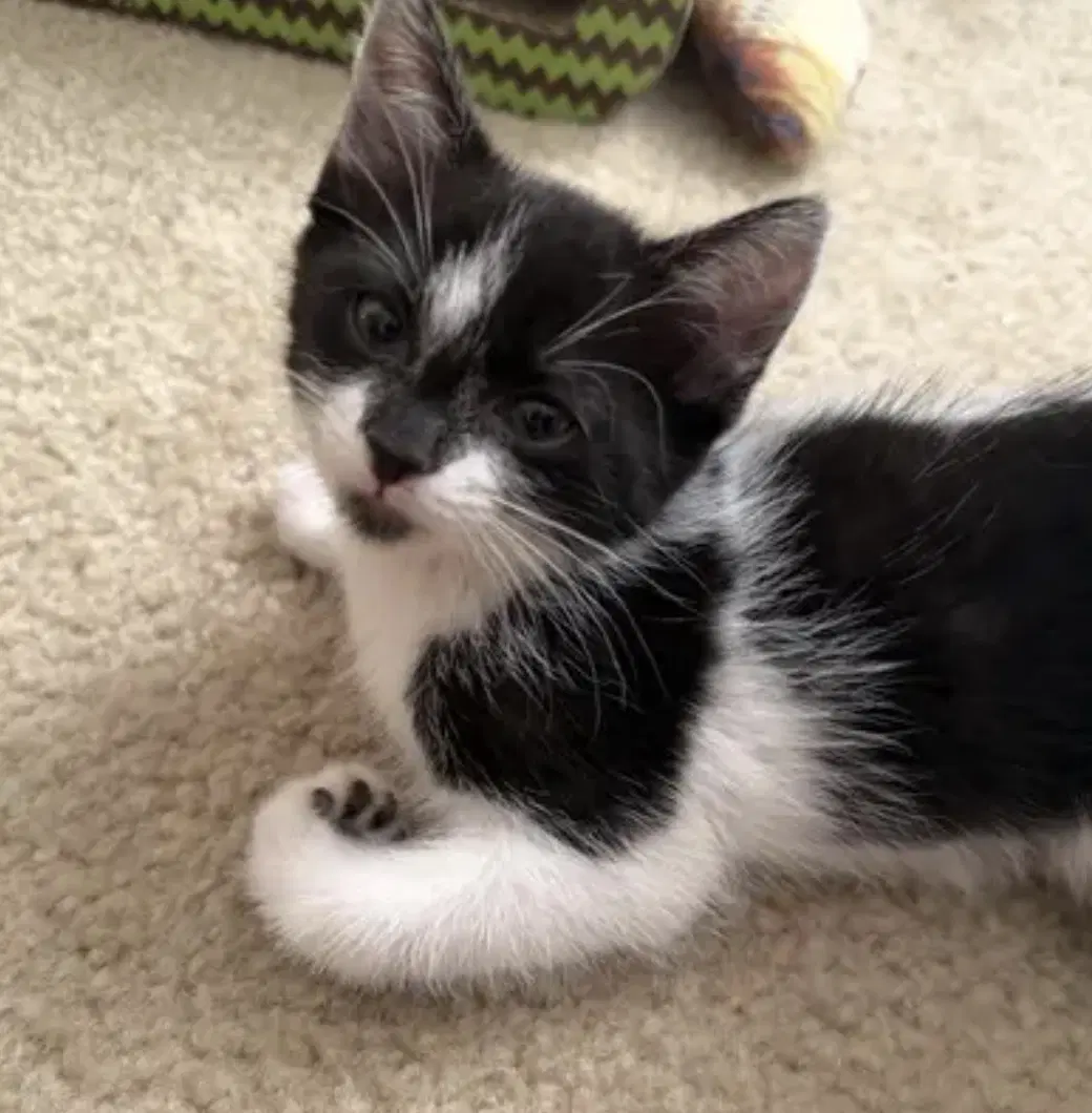 Jersey - Domestic Short Hair