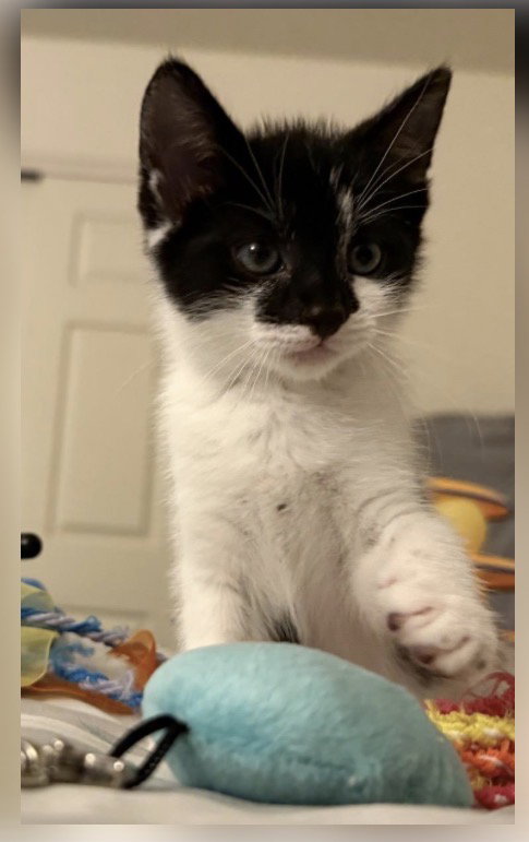HOLSTEIN, cat — photo 1 of 4