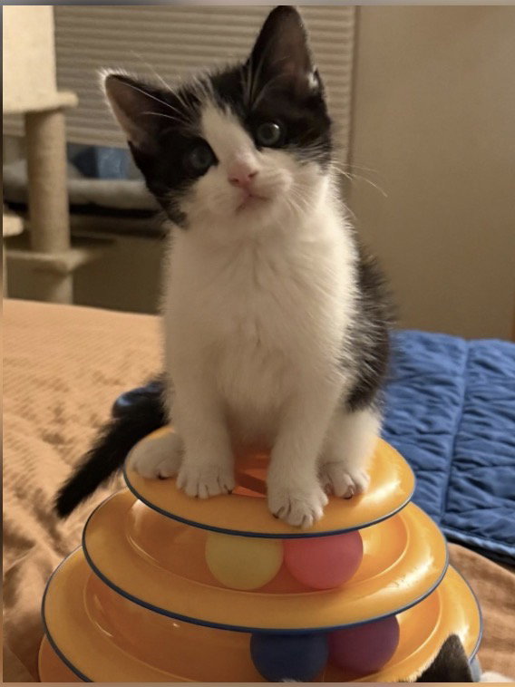 GALLOWAY, cat — photo 1 of 4