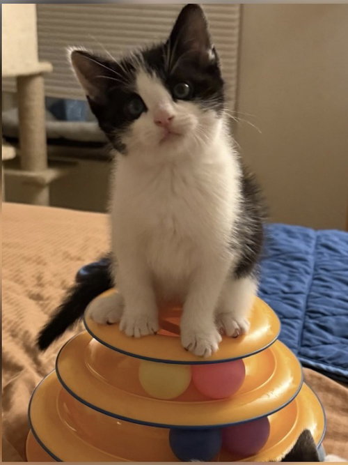 GALLOWAY, a cat for adoption from All Critters Rescue, Inc.