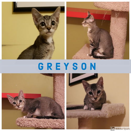 Greyson