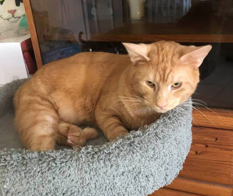 adoptable Cat in Boca Raton, FL named Opie MStar