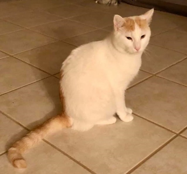 adoptable Cat in Boca Raton, FL named Casper MS