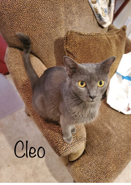 Cleo