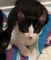 adoptable Cat in Boca Raton, FL named Pepper MSG