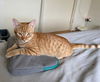 adoptable Cat in Boca Raton, FL named Red - RP