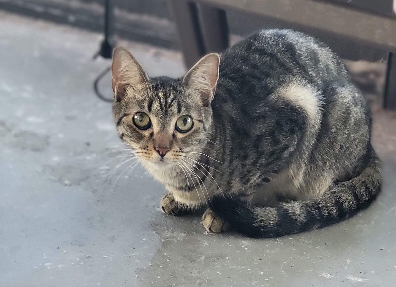 adoptable Cat in Boca Raton, FL named Randy May