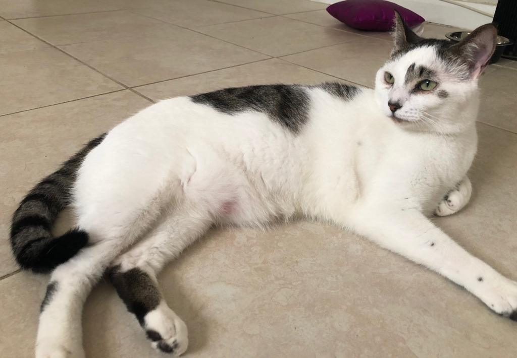 adoptable Cat in Boca Raton, FL named EROS LMB