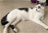 adoptable Cat in boca raton, fl, FL named EROS LMB