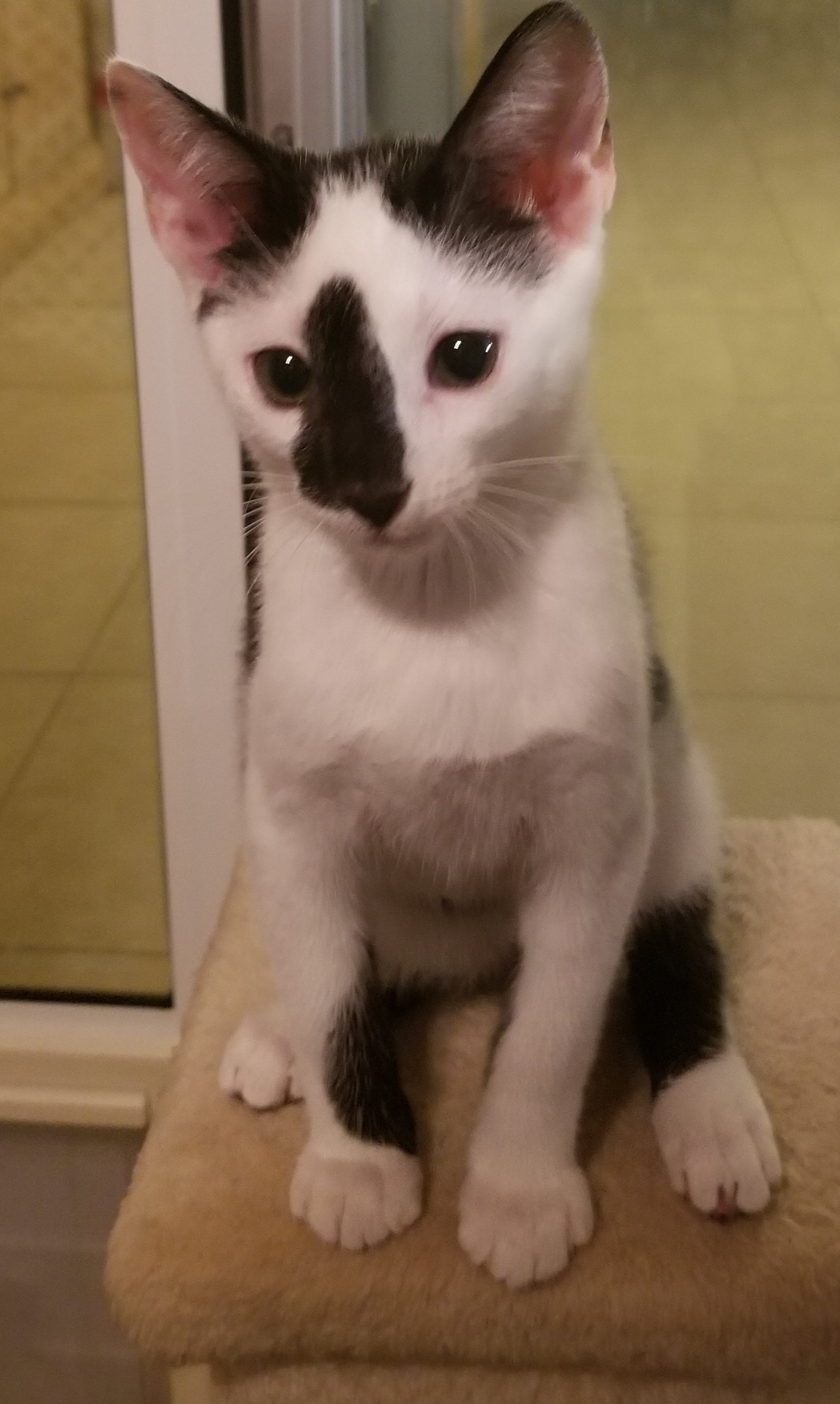 adoptable Cat in Boca Raton, FL named Argos ML