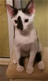 adoptable Cat in boca raton, FL named Argos ML