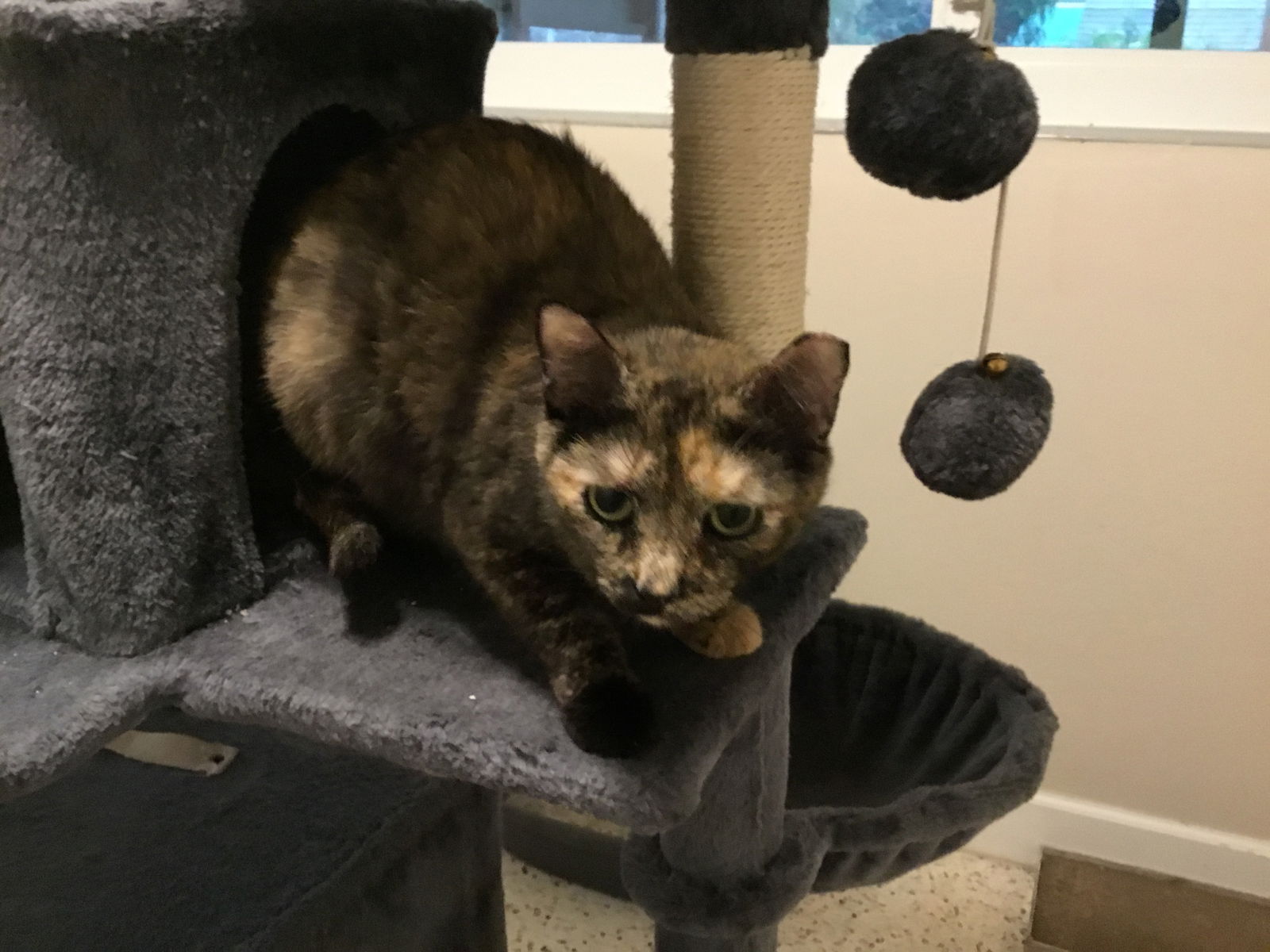 adoptable Cat in Boca Raton, FL named Gala MM