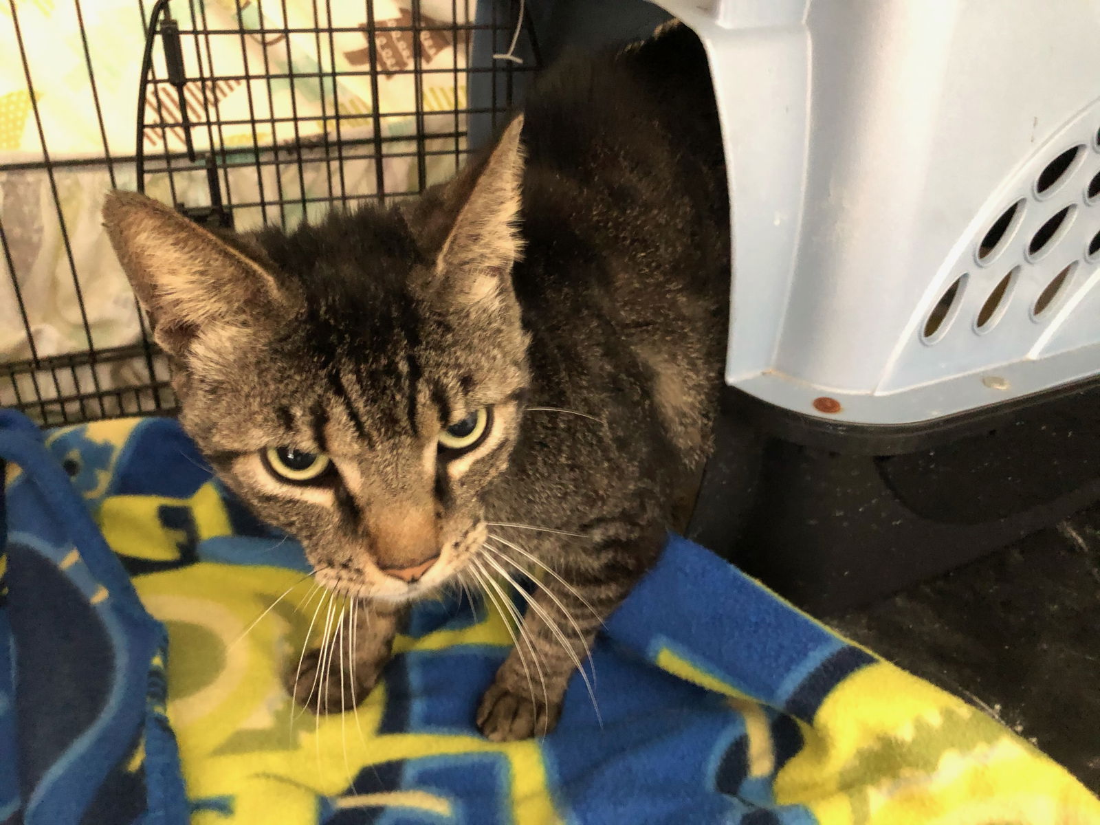 adoptable Cat in Boca Raton, FL named Olivek