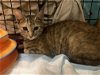 adoptable Cat in boca raton, fl, FL named CALICO COOKIE  (RS)