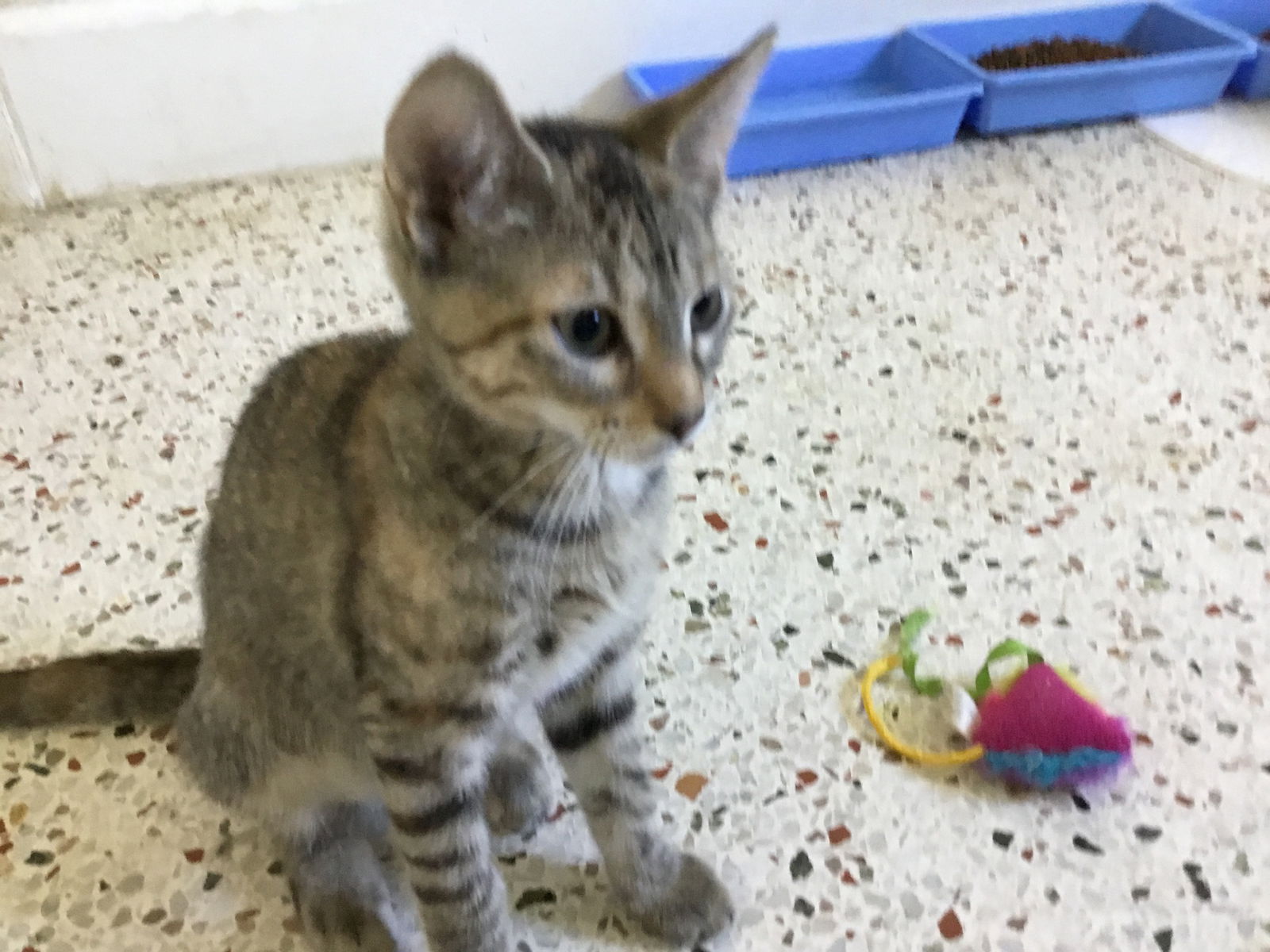 adoptable Cat in Boca Raton, FL named Marela MM