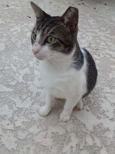 adoptable Cat in Boca Raton, FL named Crandon YP