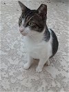 adoptable Cat in boca raton, fl, FL named Crandon YP
