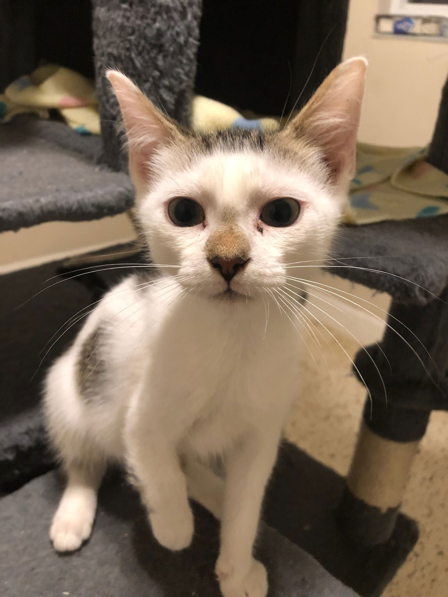 adoptable Cat in Boca Raton, FL named Lucendo