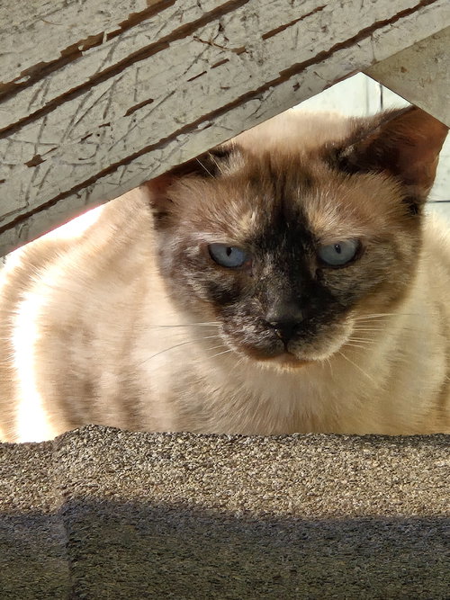Mama Panama May, Siamese / Tortoiseshell (short coat), cat for adoption in Miami Beach, Florida
