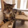 adoptable Cat in boca raton, fl, FL named Faye KS