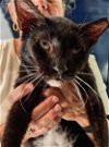 adoptable Cat in boca raton, FL named Cabanaboy SC