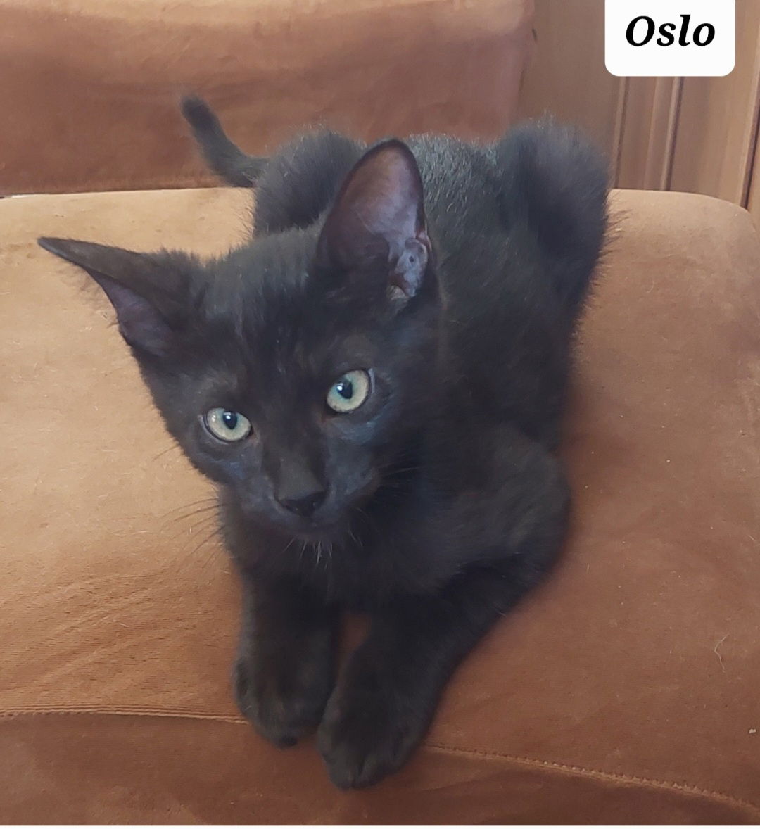 adoptable Cat in Boca Raton, FL named Oslo.          ML